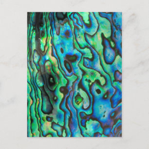 Green blue paua abalone shell postcard