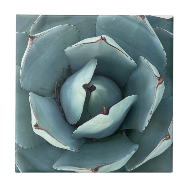 Green Botanical Desert Succulent Tile (Front)