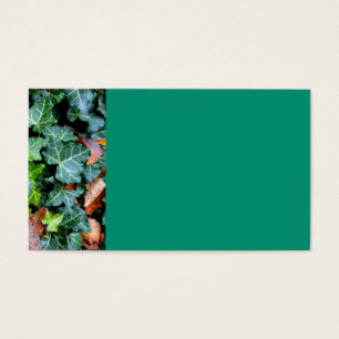 Green botanical Ivy and field stone