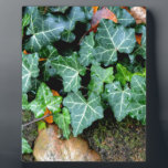 Green botanical Ivy and field stone Plaque<br><div class="desc">Walk down the garden path - ivy and fieldstone wall</div>