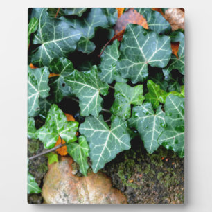 Green botanical Ivy and field stone Plaque