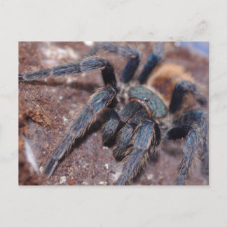 Green Bottle Blue Post Card