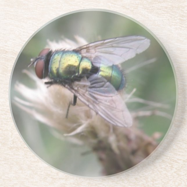 Green Bottle Fly Macro Coasters (Front)