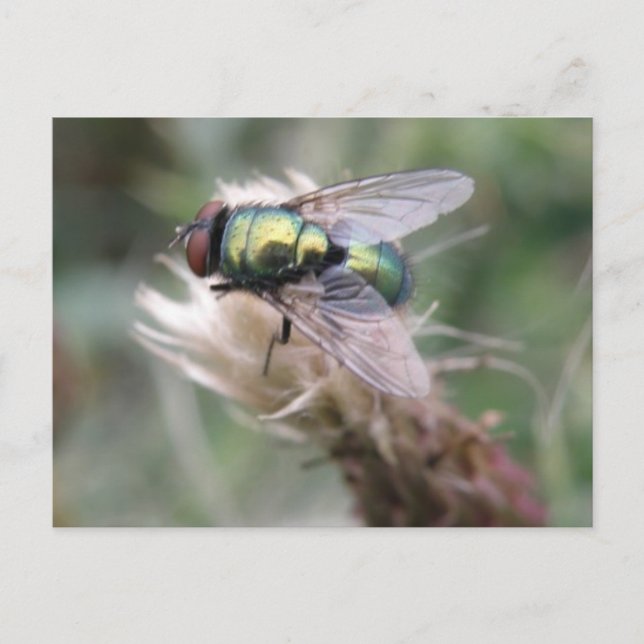 Green Bottle Fly Macro Postcard (Front)