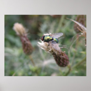 Green Bottle Fly Macro Poster