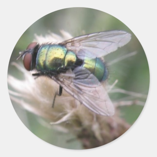 Green Bottle Fly Macro Sticker (Front)