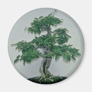 Green Bougainvillea glabro (paper flower, 60 years Magnet
