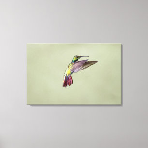 Green-breasted Mango Hummingbird Anthracocorax 2 Canvas Print