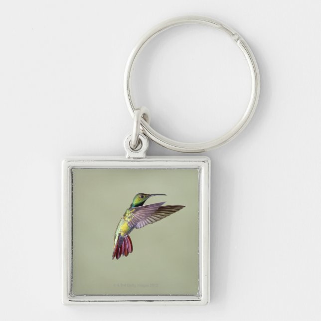Green-breasted Mango Hummingbird Anthracocorax 2 Key Ring (Front)