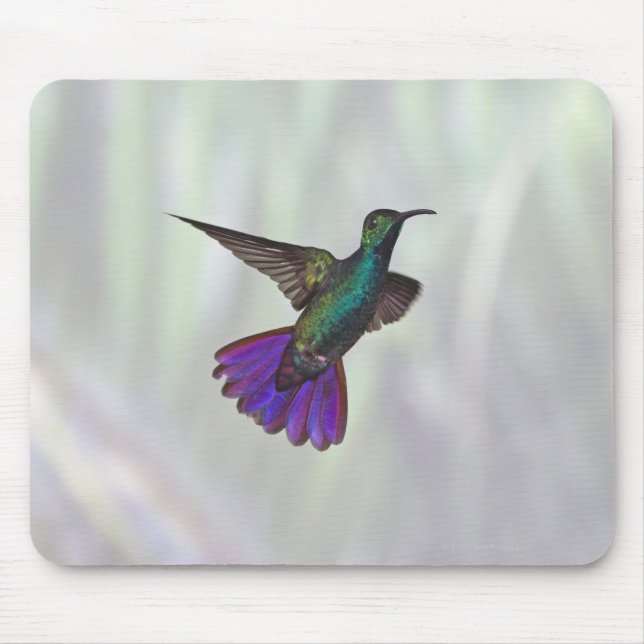 Green-breasted Mango Hummingbird Anthracocorax Mouse Mat (Front)