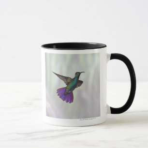 Green-breasted Mango Hummingbird Anthracocorax Mug