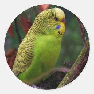 Green Budgie Classic Round Sticker