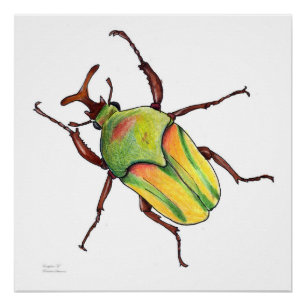 green bug poster