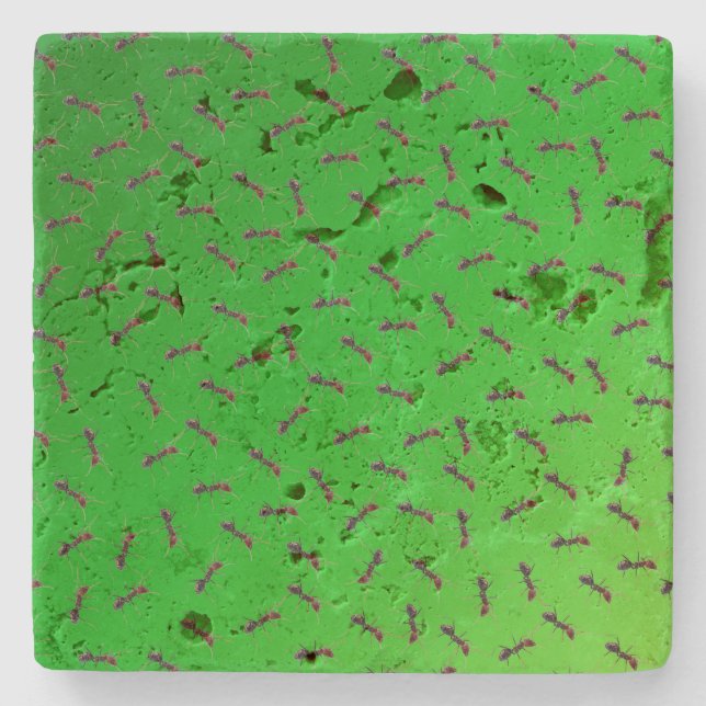 Green Bull Ants Design,  Stone Coaster (Front)