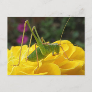 Green Bush Cricket Postcard