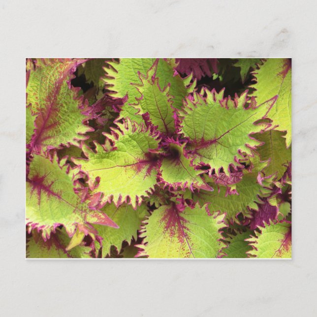 Green bush postcard (Front)