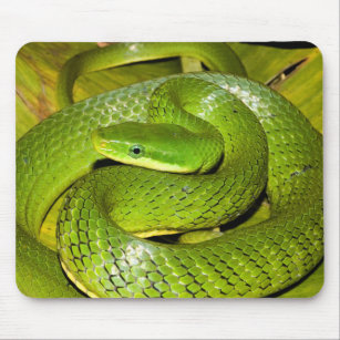 Green Bush Rat Snake Mouse Mat