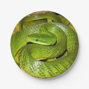 Green Bush Rat Snake Paper Plate
