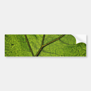 Green Butterbur Leaf Bumper Sticker