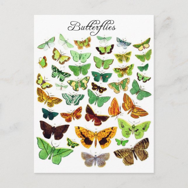 Green Butterfly Collection Postcard (Front)