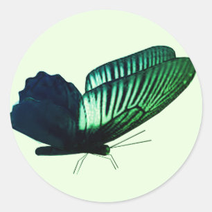 Green  Butterfly Envelope Seals