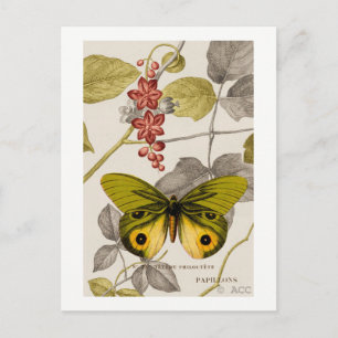 Green butterfly partially colourized and flowering postcard