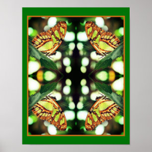 Green Butterfly Posing Abstract  Poster