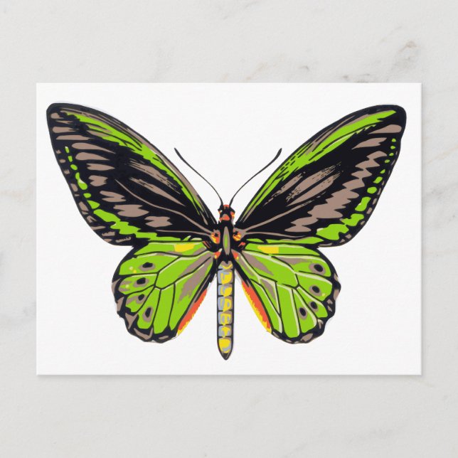 Green Butterfly Postcard (Front)