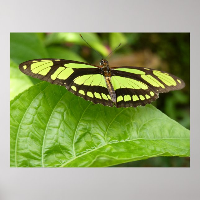 green butterfly poster (Front)