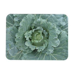 Green Cabbage, Leaves from Above Magnet