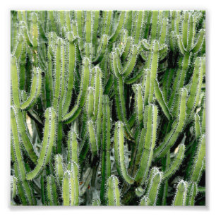 Green Cactus Cacti Plant Photo Print