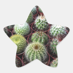 Green cactus plants star sticker