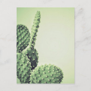 Green Cactus Postcard