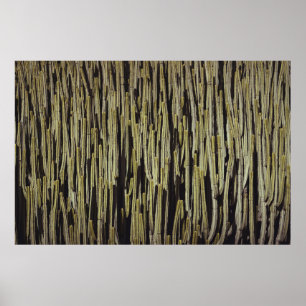 Green cactus wallpaper poster