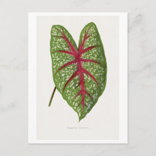 Green Caladium Chantini leaf illustration. Postcard