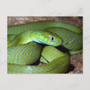 Green cat snake postcard