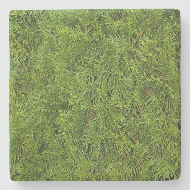 Green Cedar Limbs Square coaster (Front)