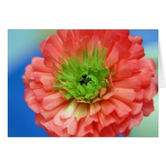 green centre ranunculus