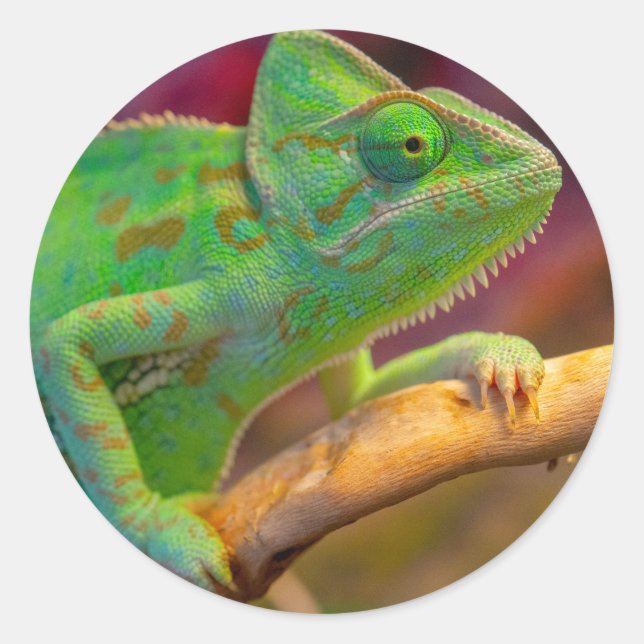 Green Chameleon Classic Round Sticker (Front)