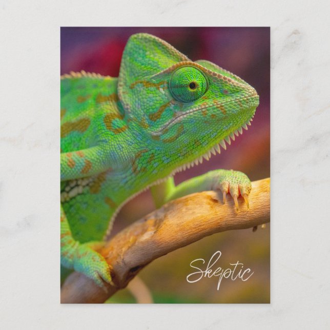 Green Chameleon Postcard (Front)