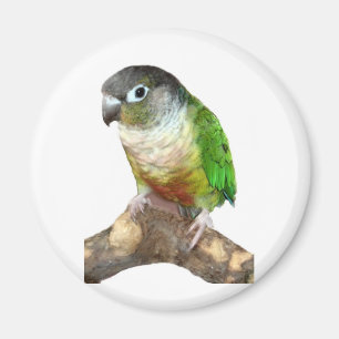 Green Cheek Conure Magnet