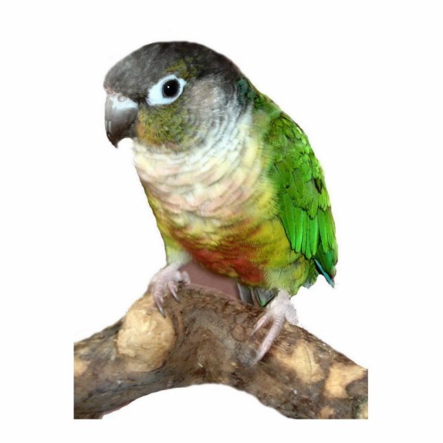 Green Cheek Conure Photo Sculpture Decoration (Front)