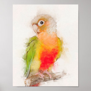 Green Cheek Conure Portrait Poster