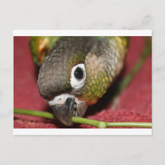 Green Cheek Conure Postcard (Front)