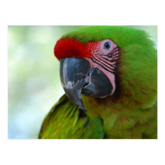 Green Cheek Conure Postcard