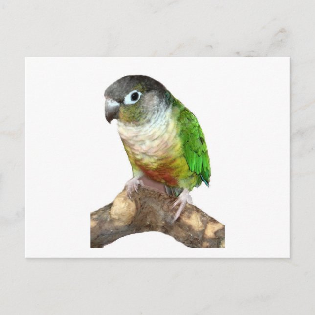 Green Cheek Conure Postcard (Front)