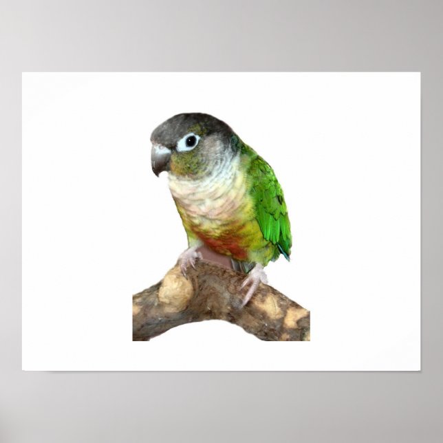 Green Cheek Conure Poster (Front)