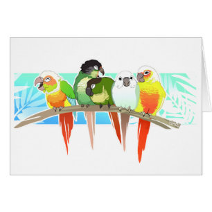 Green Cheek Conures