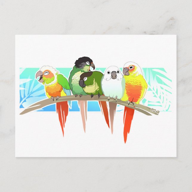 Green Cheek Conures Postcard (Front)