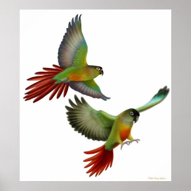 Green Cheek Conures Poster (Front)